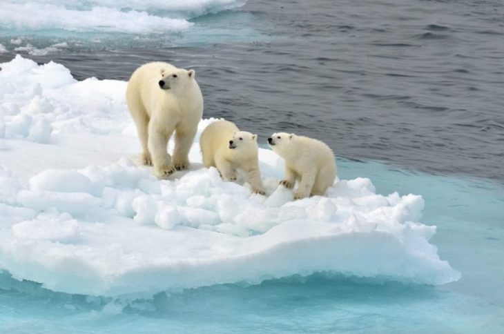 Малоизвестные факты об Антарктиде в 25 фото