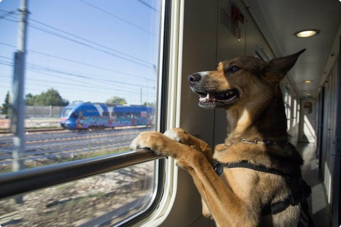 собака в поезде