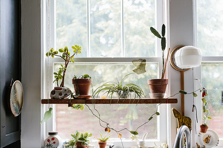 растения на окне
