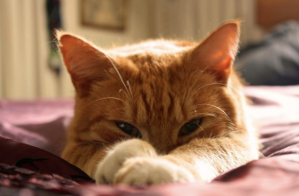 Кот взгляд