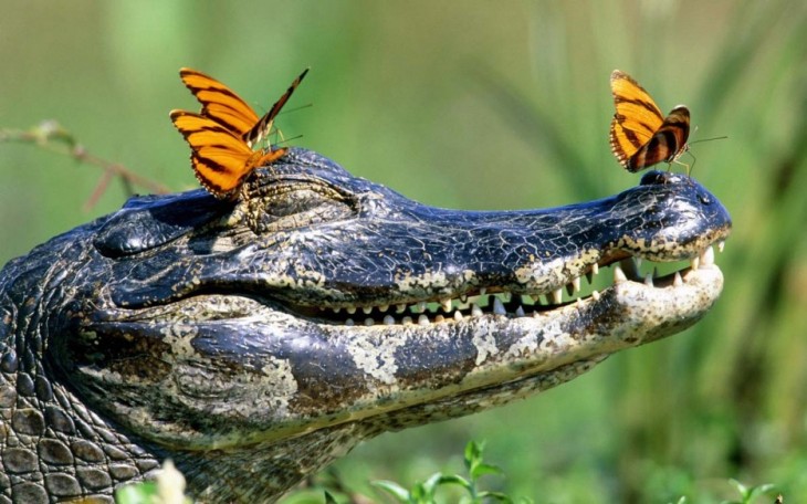 крокодил и бабочки 