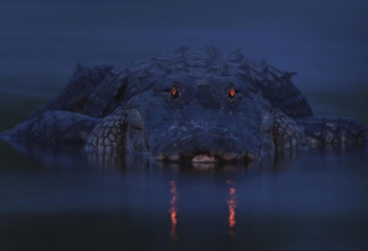крокодил 