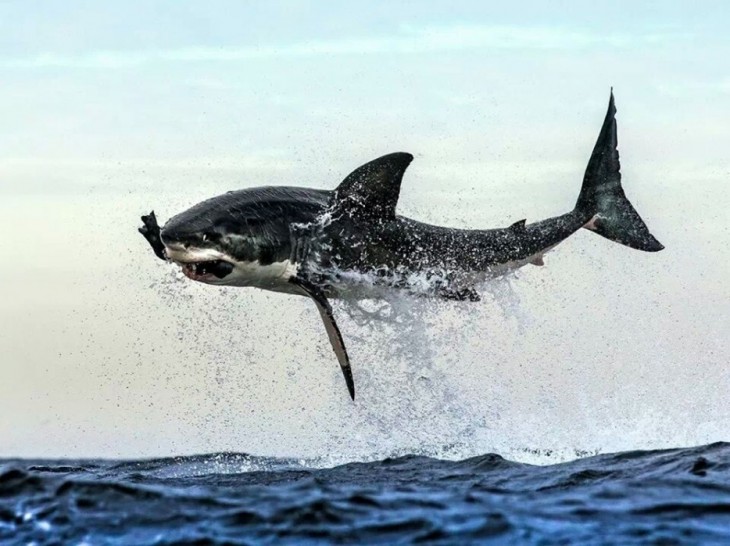 летающая акула 