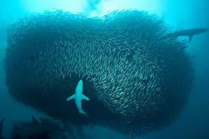 стая рыб и акула