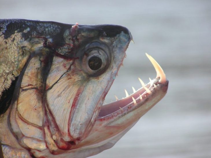 20 малоизвестных рыб-убийц с фото и описанием