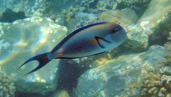 20 малоизвестных рыб-убийц с фото и описанием