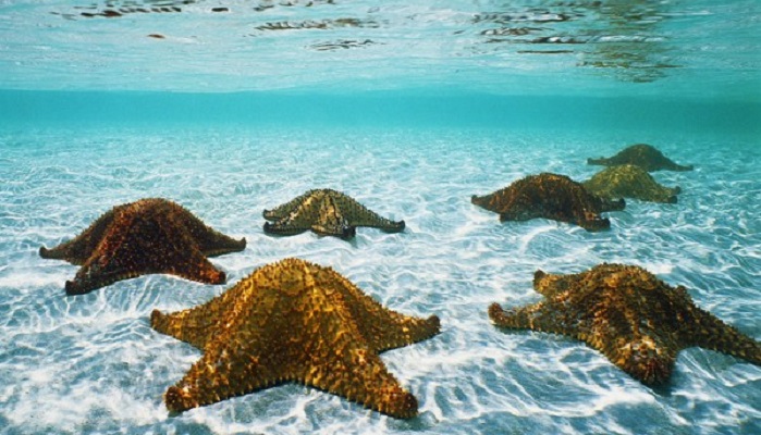 50 красивых фотографий морских обитателей