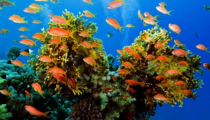 50 красивых фотографий морских обитателей