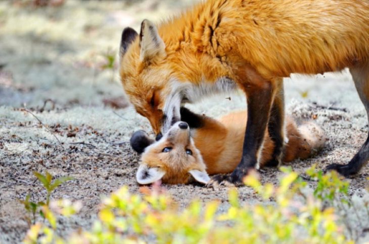 30 фото лисиц, показывающих, какие они замечательные существа
