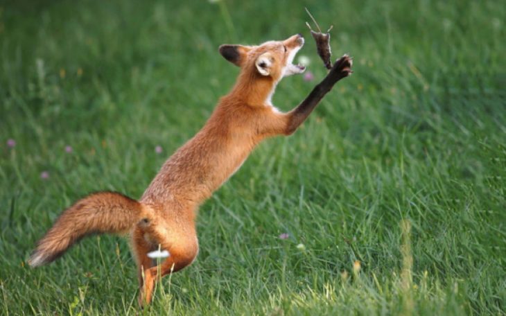 30 фото лисиц, показывающих, какие они замечательные существа