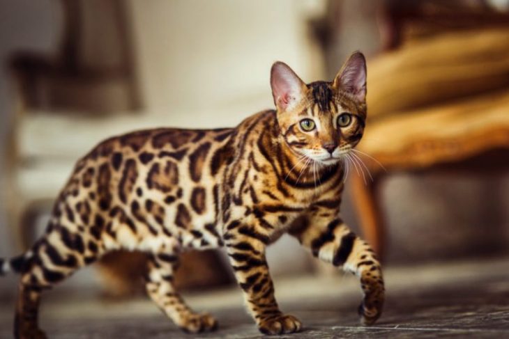 Коты с уникальным окрасом: 40 впечатляющих фото