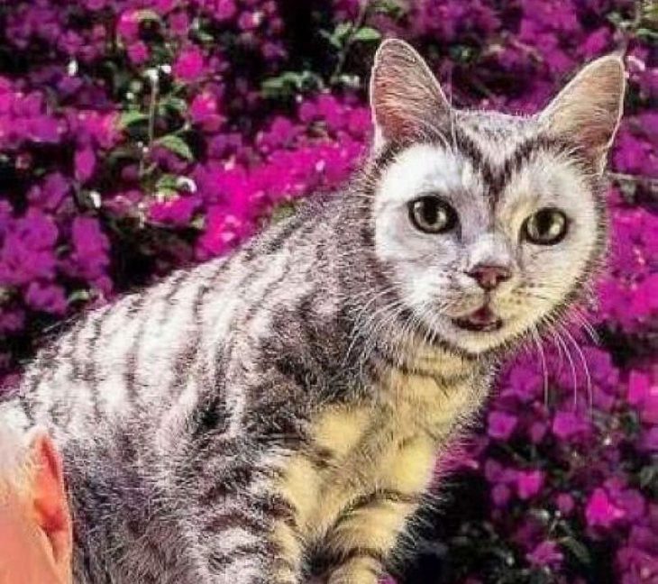Коты с уникальным окрасом: 40 впечатляющих фото