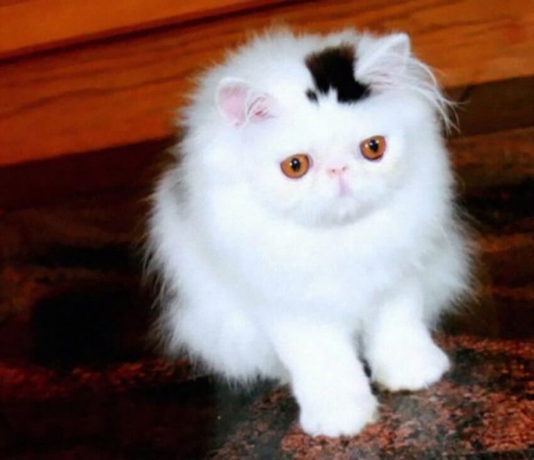 Коты с уникальным окрасом: 40 впечатляющих фото - Страница 9 из 40 ...