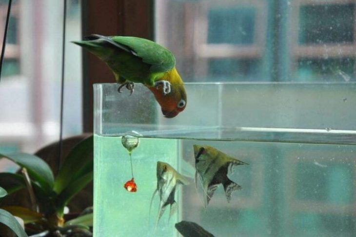 Вот почему попугаи такие забавные птицы
