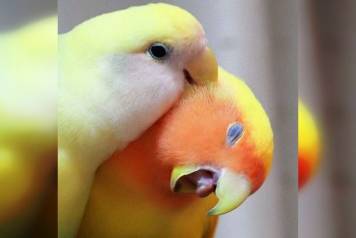 Вот почему попугаи такие забавные птицы