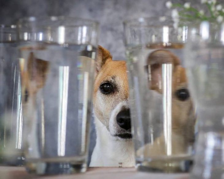 снимки домашних животных, сделанные через стекло