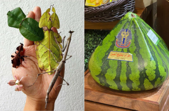 увлекательные снимки