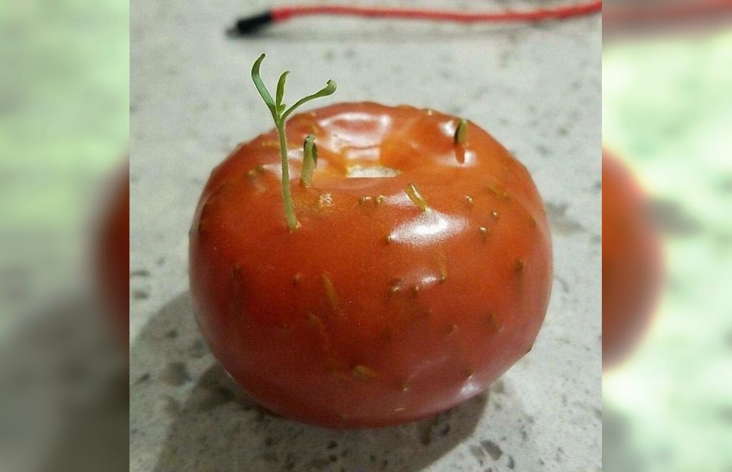 Не проклевываются семена томатов. Пророщенные помидоры внутри. Помидоры проросли внутри. Помидор с проросшими семенами. Семена проросли внутри помидора.