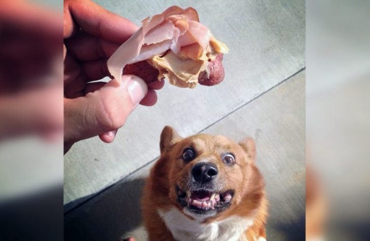 Невозможно отказать: смешные собаки клянчат еду