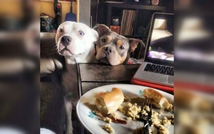 Собаки выпрашивают еду
