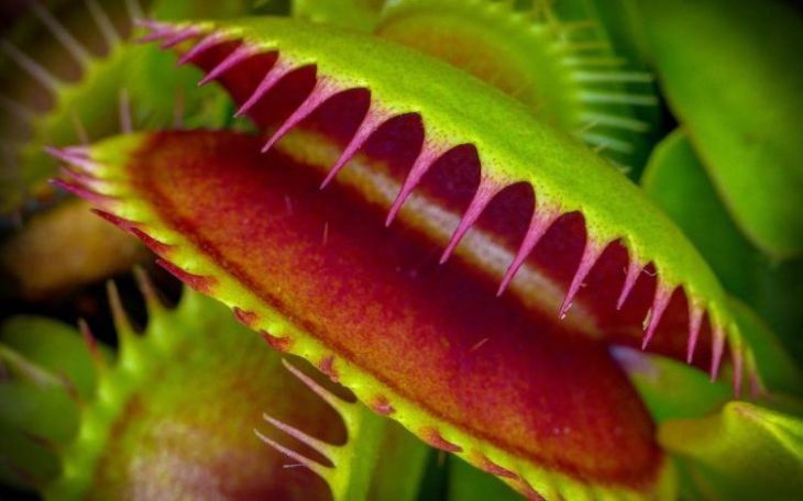 35 фото невероятных растений похожих на приколы инопланетян