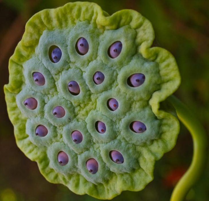 35 фото невероятных растений похожих на приколы инопланетян