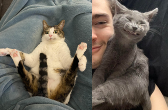 смешные котики