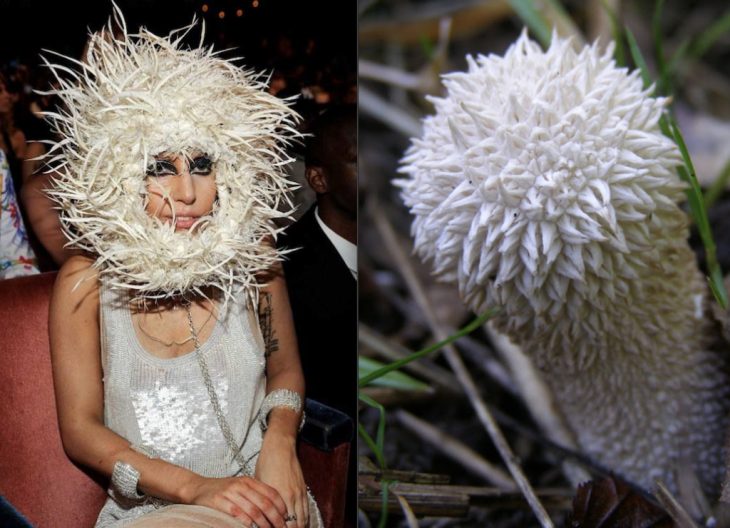 Забавные фото, объединяющие Леди Гагу и грибы
