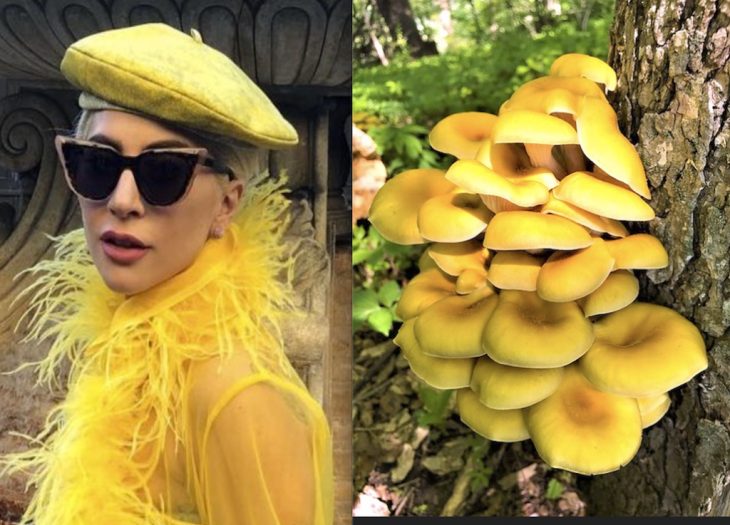 Забавные фото, объединяющие Леди Гагу и грибы