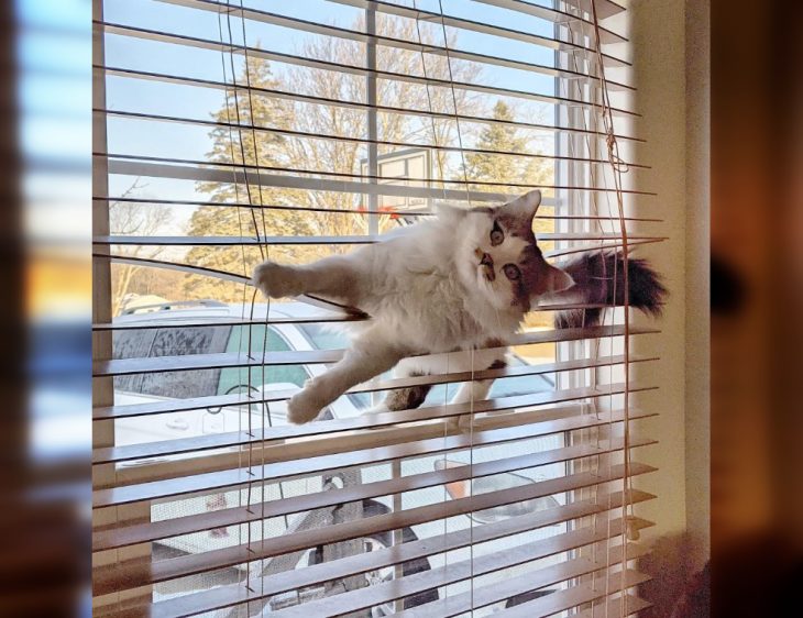 Weird Behavior of Funny Cats: Best Photos