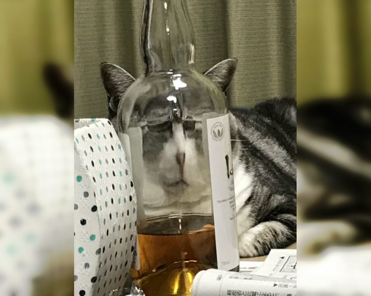 Weird Behavior of Funny Cats: Best Photos