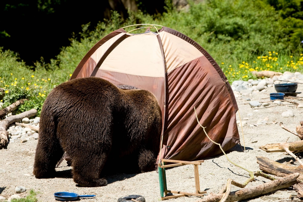 Camping Catastrophes: Hilarious Mishaps from the Great Outdoors