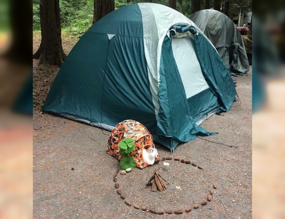 Camping Catastrophes: Hilarious Mishaps from the Great Outdoors