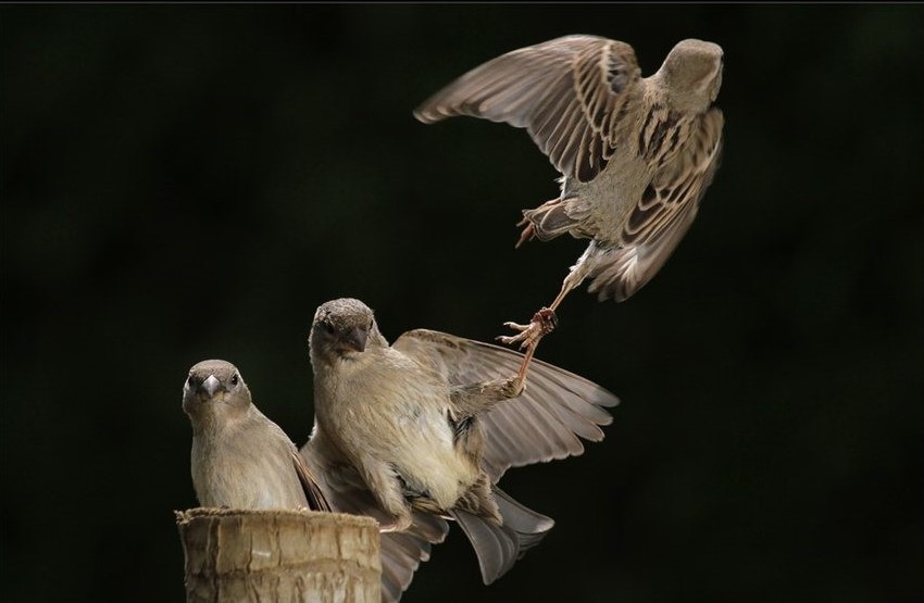 Snapshot Serendipity: Animals Caught in the Right Moment