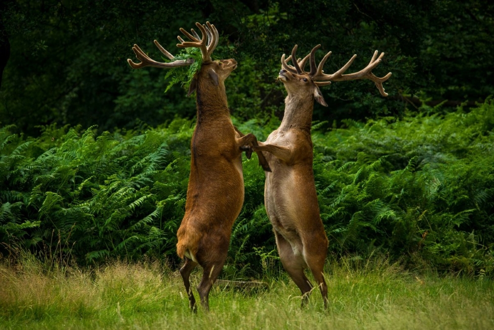 Snapshot Serendipity: Animals Caught in the Right Moment