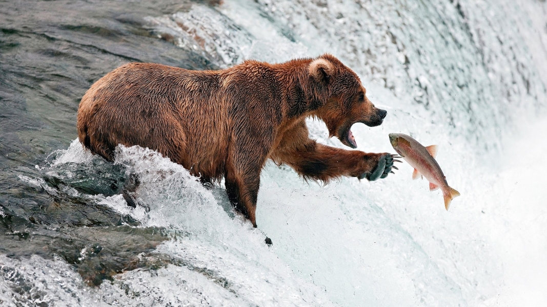 Snapshot Serendipity: Animals Caught in the Right Moment