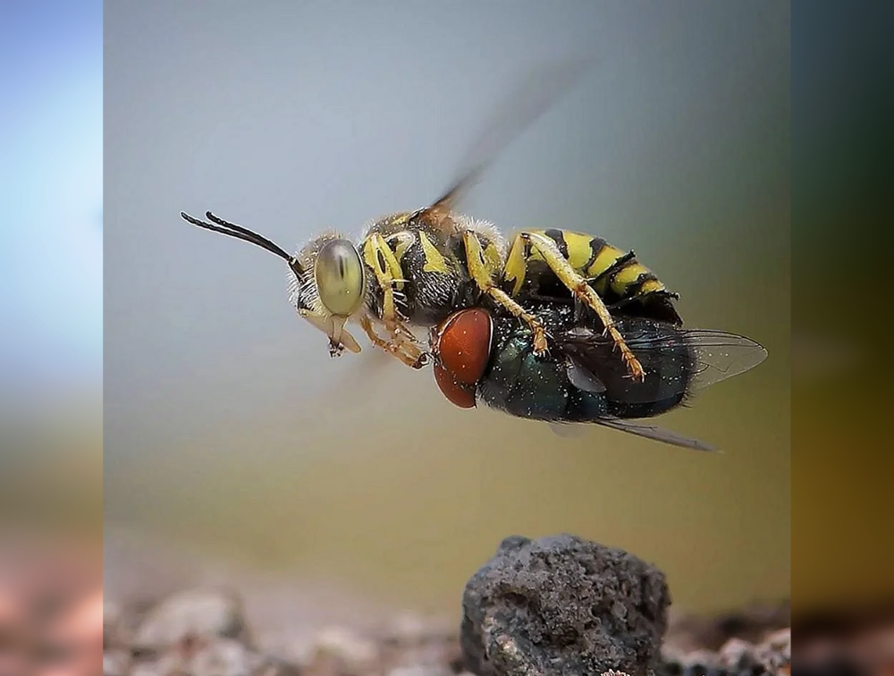 Snapshot Serendipity: Animals Caught in the Right Moment