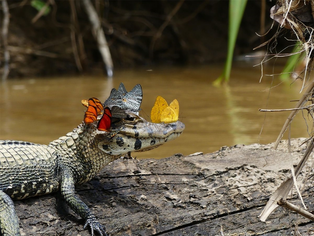 Snapshot Serendipity: Animals Caught in the Right Moment