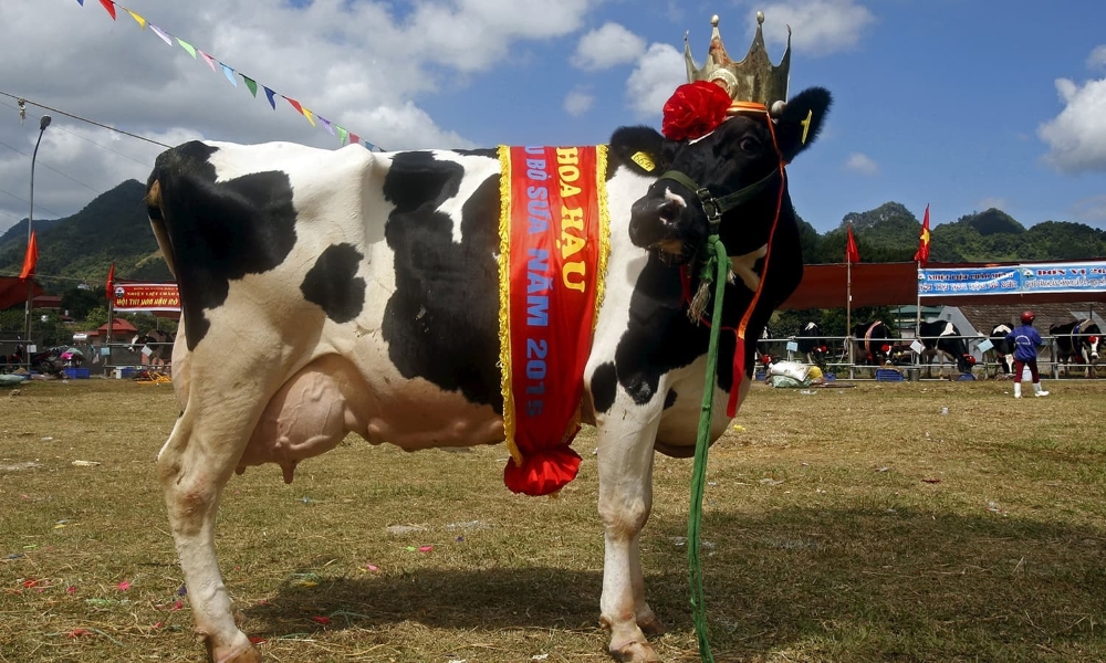 The Unusual Beauty Quest: Pageants You Won't Believe Exist